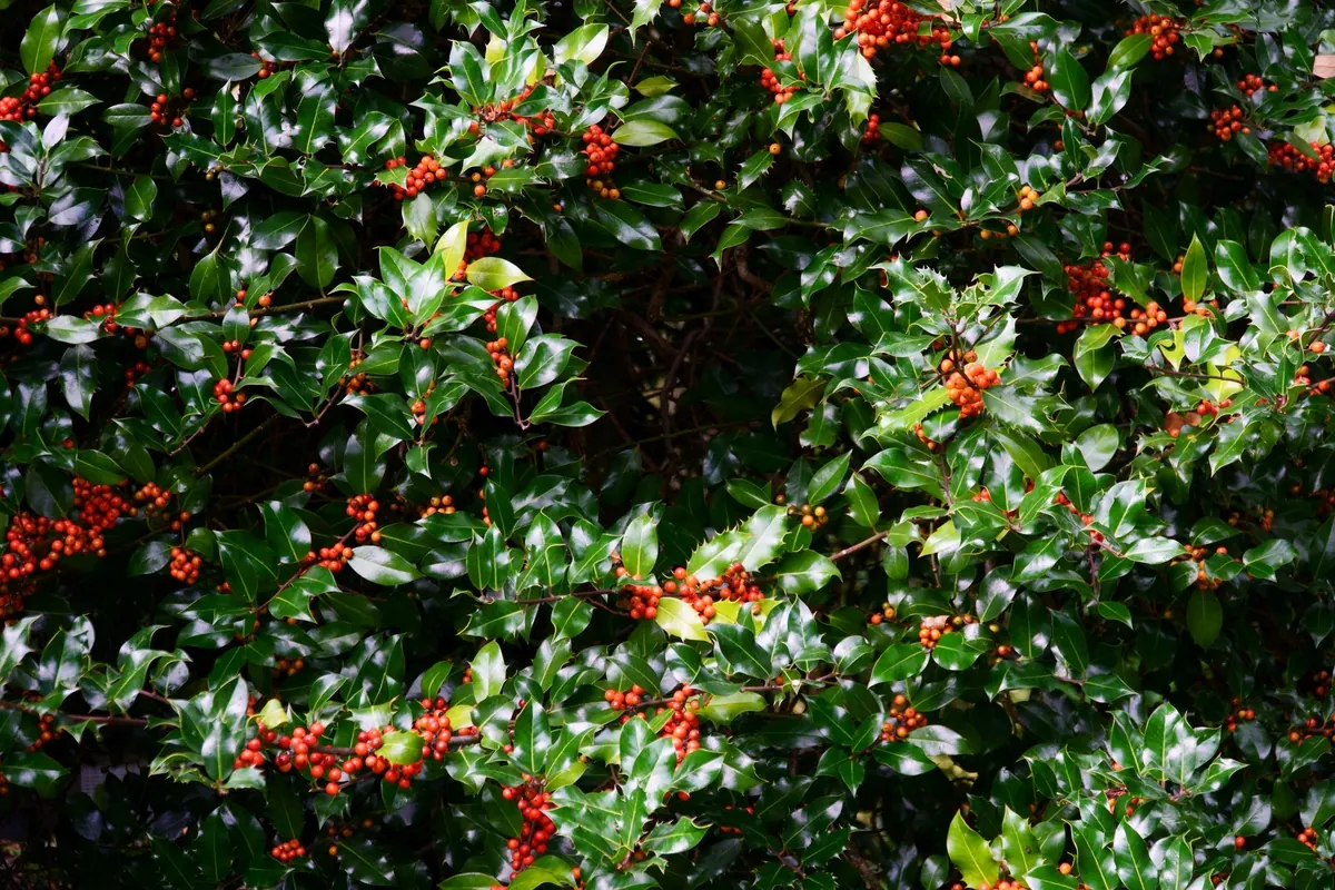 A Beginner's Guide to Identifying Common UK Hedgerow Berries (and Which to Avoid)