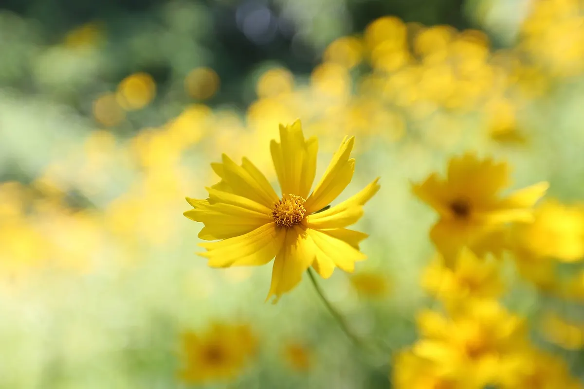 A Beginner's Guide to Photographing British Wildflowers Without a Macro Lens